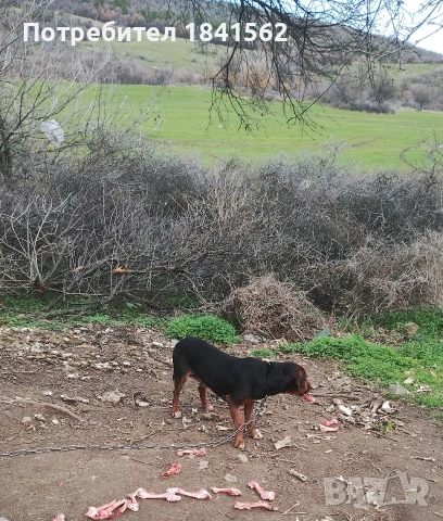 Продават се гончета , снимка 4 - Гонче - 53605190
