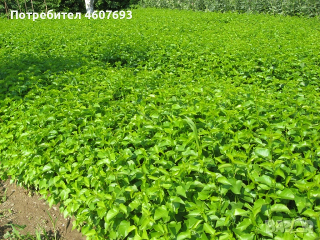 Продавам подложки махалебка и джанка