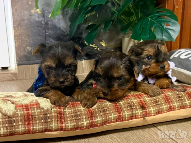 Йоркширски териер , снимка 3 - Йоркширски териер - 53259060