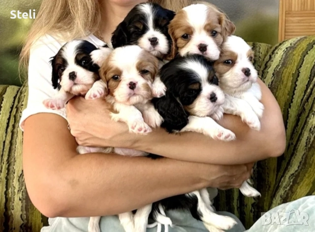 Кавалер кинг чарлз шпаньол, снимка 2 - Кавалер кинг чарлз шпаньол - 52850242