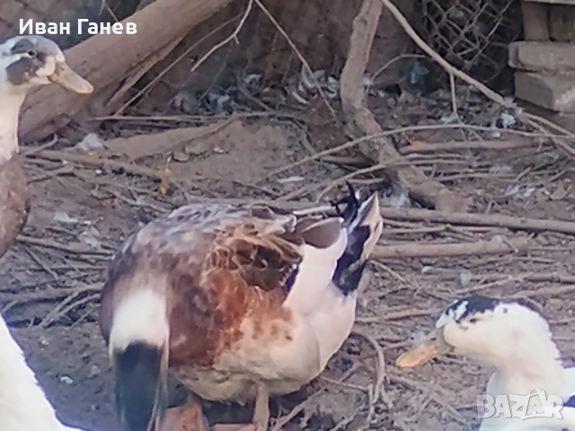 Продавам патици , снимка 2 - други­ - 53399443