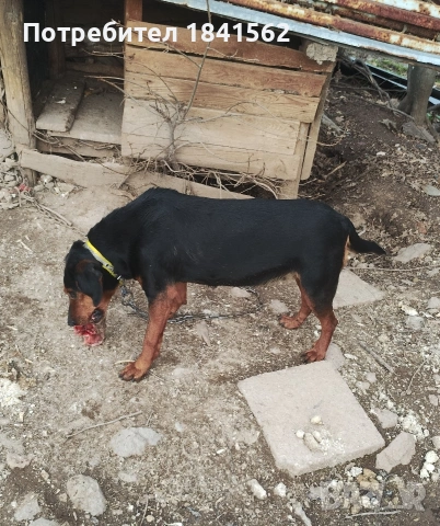 Продават се гончета , снимка 12 - Гонче - 53605190