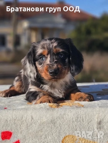 Дългокосмести Дакели, снимка 3 - Дакели - 52801951