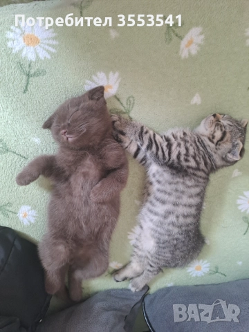 Свободни , снимка 1