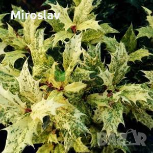 Османтус Триколор-(Osmanthus'Goshiki') , снимка 2 - Градински цветя и растения - 40667442