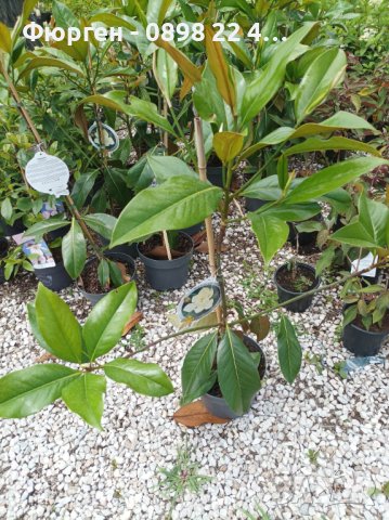 Вечно зелена студоустоичивa Магнолия Грандифлора, снимка 9 - Градински цветя и растения - 28528443