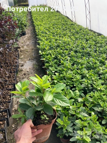 Лавровишна Новита, снимка 2 - Градински цветя и растения - 53053072