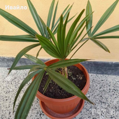 Палма Трахикарпус, снимка 4 - Градински цветя и растения - 37513137