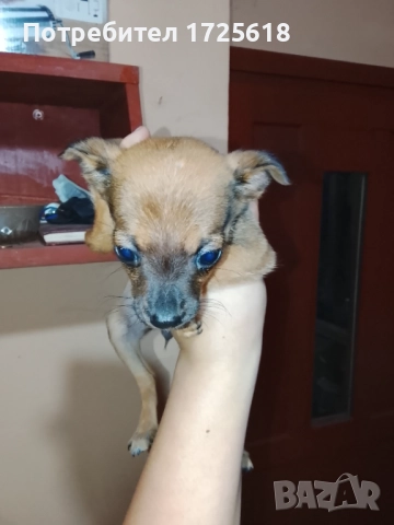 Здравейте, две момичета пинчерчета, снимка 4 - Пинчер - 52505394