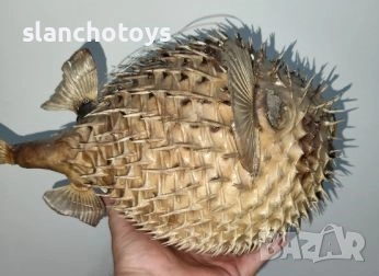 Препарирана риба балон ФУГУ, снимка 1