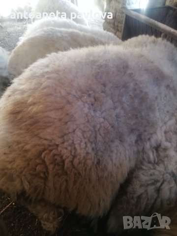 Черноглав голям коч и младо кочле за разплод , снимка 5 - Овце - 41754007
