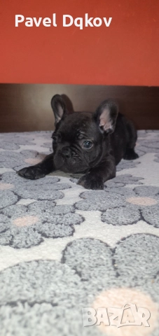 Френски булдог/Френски булдочета, снимка 6 - Френски булдог - 52546110