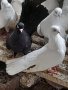 Продавам бели Бургаски гълъби 20 лева броя или повече от 10 гълъба 15 лева броя, снимка 1