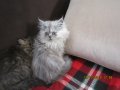 Персийски котенца , малки пухове, снимка 1 - Персийска - 26750451
