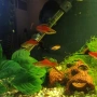продавам мъжки риби, снимка 5