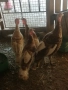 Пуйки и пуяци, кокошки Носачки, петли Бройлери, ярки за яйца , снимка 5