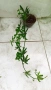 Пасифлора, бял Бенджамин, Сансевиера, мексиканска мента, Копривка , снимка 4
