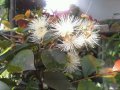 Суринамска череша - Стайна череша, снимка 1 - Градински цветя и растения - 27343274