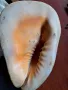голям морски охлюв раковина, снимка 6