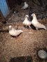  бели спортни гълаби за сватби и тържества, снимка 1 - Гълъби - 32985260