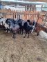 Продавам  заплодени кози , снимка 1 - Кози - 43314170