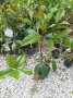Магнолия Грандифлора  “Magnolia Grandiflora”, снимка 9