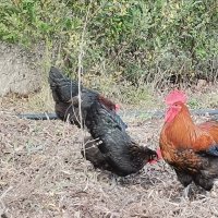 Яйца за люпене от     кокошки снасящи разноцветни яйца, снимка 2 - Кокошки и пуйки - 36572205