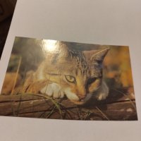 Пощенски картички котки чисти, снимка 10 - Филателия - 40420766