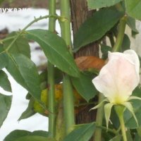 Резници бял трендафил 💥, снимка 3 - Градински цветя и растения - 14774989