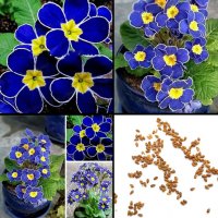 100 бр редки семена от цвете цветя синя вечерна иглика лесни за засаждане в градината градински деко, снимка 5 - Стайни растения - 37707697
