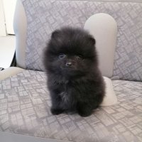 Черно бебе Померан, снимка 1 - Померан - 43142984
