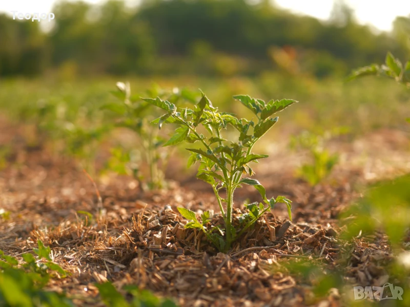 Мулч за здрава почва: влага, защита и красота в едно!, снимка 1