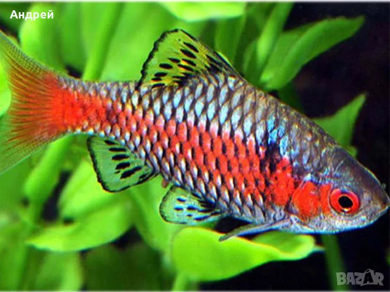 Барбус Одеса , снимка 1