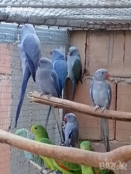 Малки александри , снимка 1