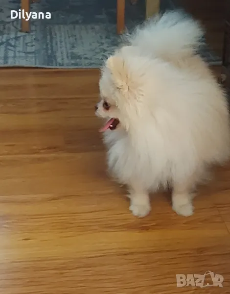 мини померан , снимка 1