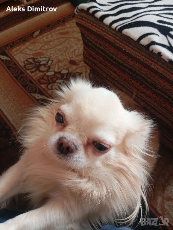 продавам чихуахуа дългокосместо , снимка 1