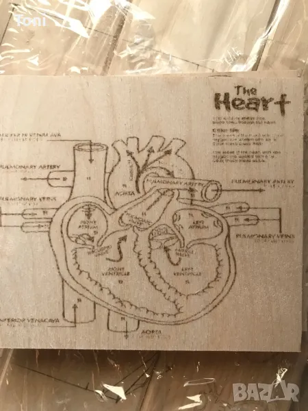 Табелки с анатомията на човека , снимка 1