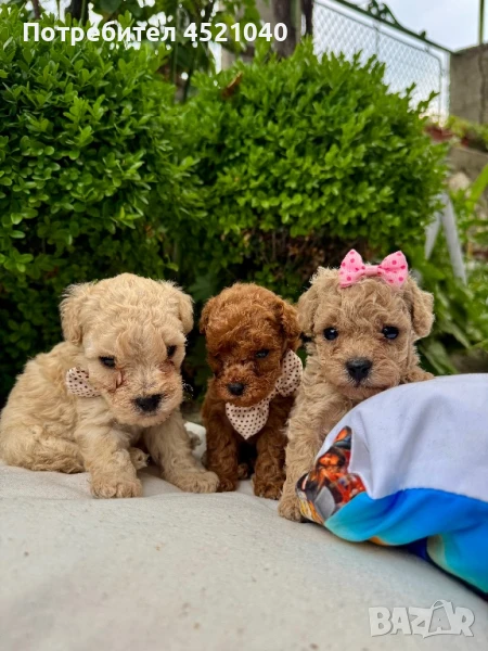 Пудел той , снимка 1