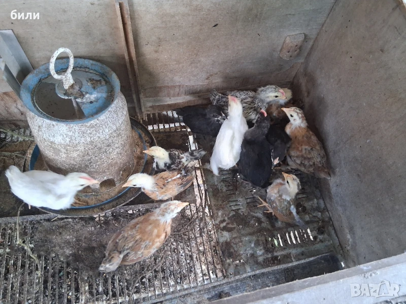 продавам  кокошки,петли и пилета джинки, снимка 1