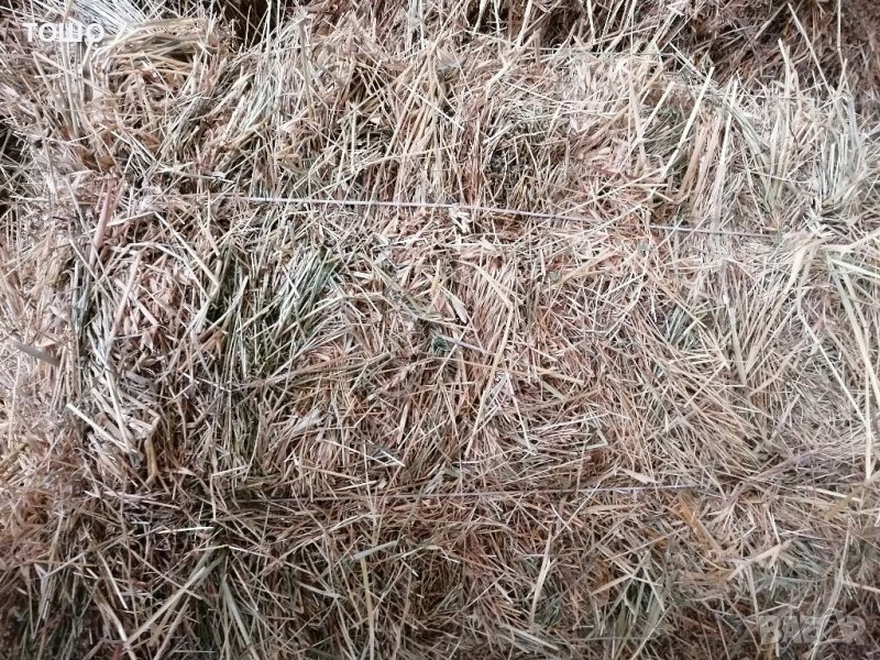 Бали трева , снимка 1