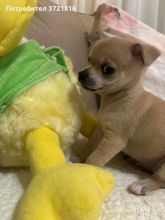 Мъжко чихуахуа на 60 дни с паспорт и две ваксини , снимка 1