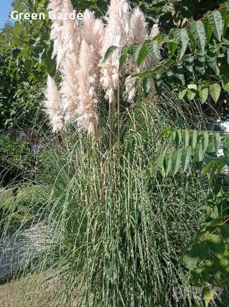 Пампаска трева , снимка 1