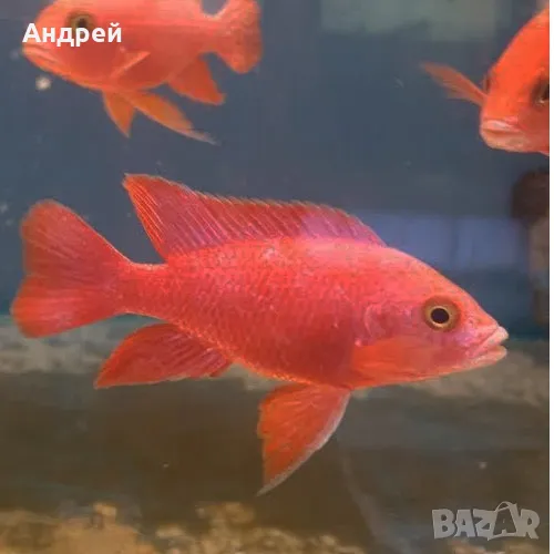 Аулнокари супер ред, снимка 1