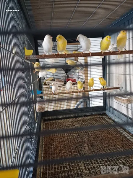 Канари Орфей, снимка 1