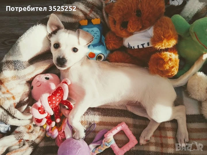 ПРОДАВАМ  БЯЛ  ЖЕНСКИ  СЪРНИСТ ПИНЧЕР  НА  72 дена С 1-ВА  ВАКСИНА !  , снимка 1