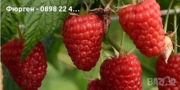 Малини микс  - Сортови , снимка 1