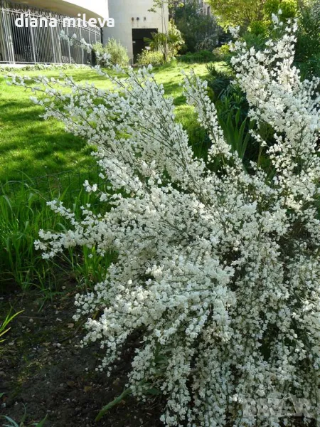 Бял Цитизус (Cytisus White Lion), Зановец, студоустойчив, снимка 1