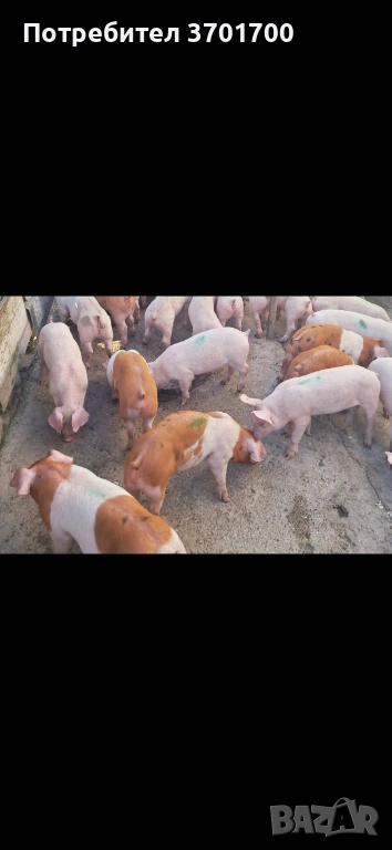 Продавам Малки Прасенца 20-25кг, снимка 1