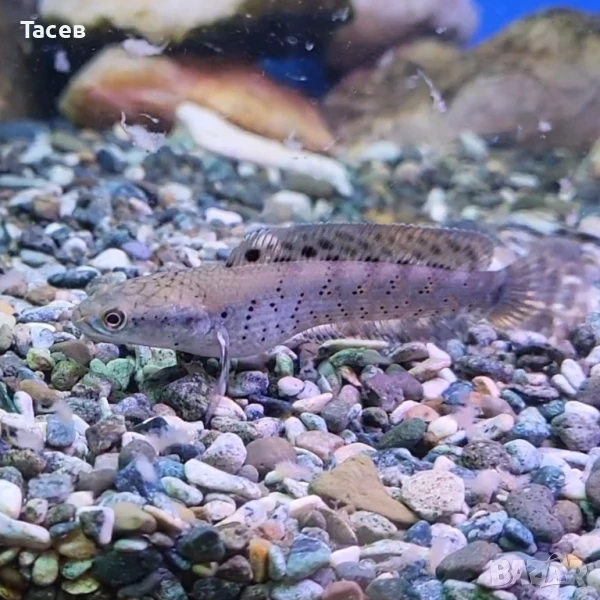 Channa  pulchra 7см, снимка 1