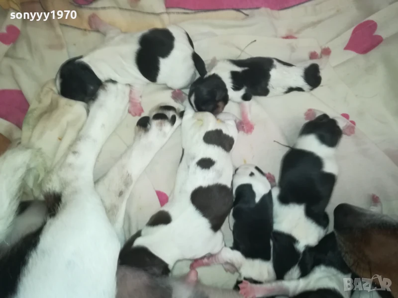 ДЖАК РЪСЕЛ БЕБЕТА-РОДЕНИ ДНЕС 11.08.25г 1108251538, снимка 1